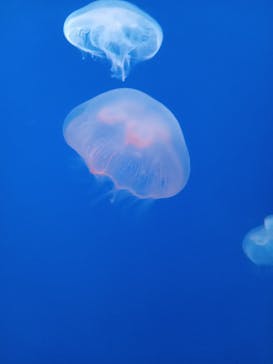 大分マリーンパレス水族館 「うみたまご」に投稿された画像（2022/1/2）