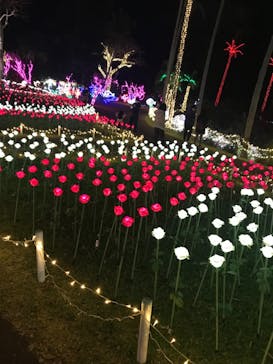 美らヤシパークオキナワ・東南植物楽園に投稿された画像（2022/1/2）