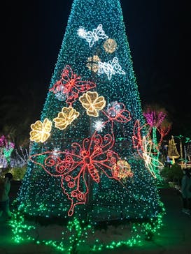 美らヤシパークオキナワ・東南植物楽園に投稿された画像（2022/1/2）