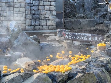 伊豆シャボテン動物公園に投稿された画像（2022/1/2）