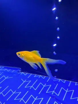 すみだ水族館に投稿された画像（2022/1/2）