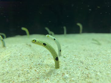 マクセル アクアパーク品川に投稿された画像（2022/1/2）