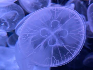 マクセル アクアパーク品川に投稿された画像（2022/1/2）