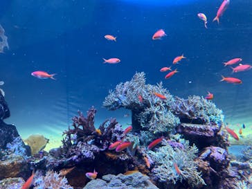 サンシャイン水族館に投稿された画像（2022/1/2）