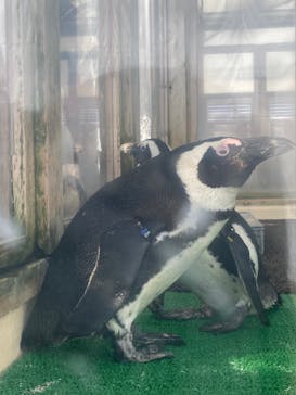 名古屋港水族館に投稿された画像（2022/1/2）