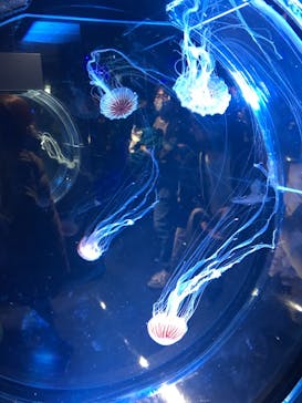 名古屋港水族館に投稿された画像（2022/1/2）
