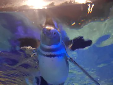 すみだ水族館に投稿された画像（2022/1/2）