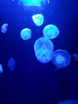 サンシャイン水族館に投稿された画像（2022/1/2）