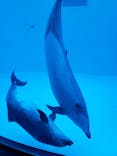 名古屋港水族館に投稿された画像（2022/1/2）