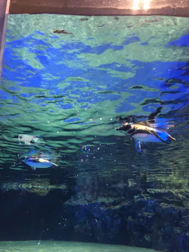 すみだ水族館に投稿された画像（2022/1/2）