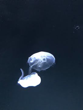 サンシャイン水族館に投稿された画像（2022/1/2）