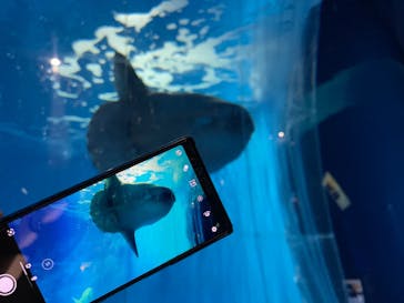 アクアワールド茨城県大洗水族館に投稿された画像（2022/1/2）