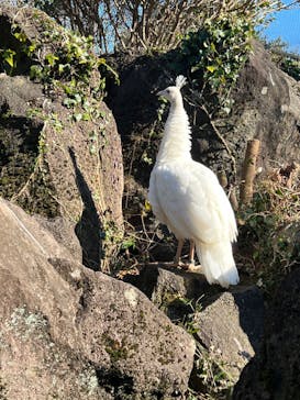 伊豆シャボテン動物公園に投稿された画像（2022/1/2）