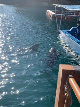 下田海中水族館に投稿された画像（2022/1/2）