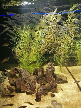 カワスイ 川崎⽔族館に投稿された画像（2022/1/2）