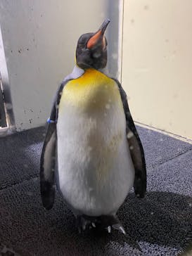 マクセル アクアパーク品川に投稿された画像（2022/1/2）