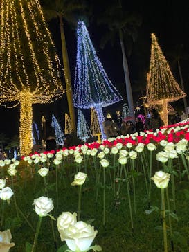 美らヤシパークオキナワ・東南植物楽園に投稿された画像（2022/1/2）