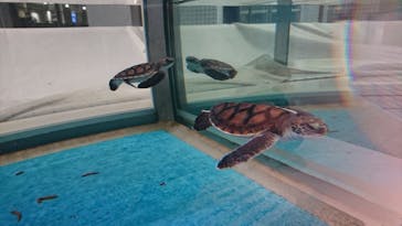 名古屋港水族館に投稿された画像（2022/1/2）