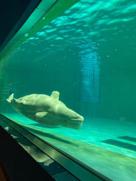 鴨川シーワールドに投稿された画像（2022/1/2）