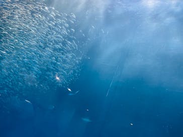 名古屋港水族館に投稿された画像（2022/1/2）