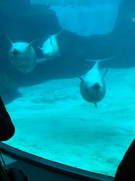 名古屋港水族館に投稿された画像（2022/1/2）