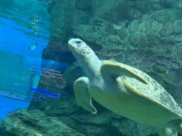 名古屋港水族館に投稿された画像（2022/1/2）