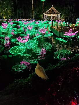 美らヤシパークオキナワ・東南植物楽園に投稿された画像（2022/1/2）