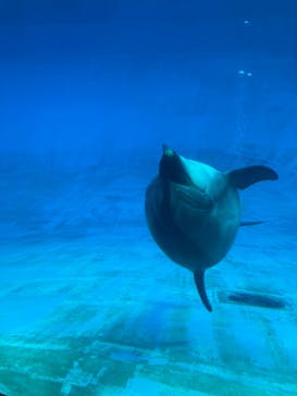 名古屋港水族館に投稿された画像（2022/1/2）