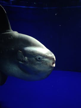 サンシャイン水族館に投稿された画像（2022/1/2）