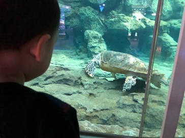 名古屋港水族館に投稿された画像（2022/1/2）