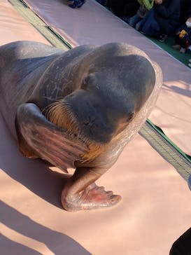 ゼロ距離水族館 伊勢シーパラダイスに投稿された画像（2022/1/2）