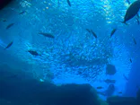 仙台うみの杜水族館に投稿された画像（2022/1/3）