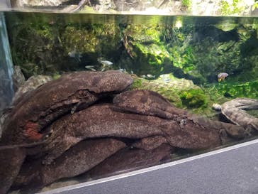 京都水族館に投稿された画像（2022/1/2）