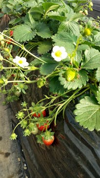 成田ゆめ牧場に投稿された画像（2022/1/3）