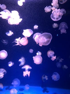 新江ノ島水族館に投稿された画像（2022/1/3）