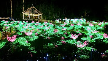 美らヤシパークオキナワ・東南植物楽園に投稿された画像（2022/1/3）