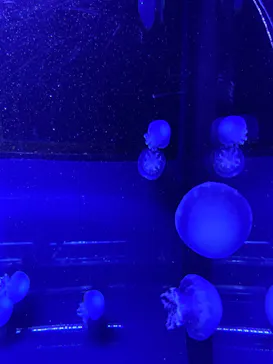 すみだ水族館に投稿された画像（2022/1/3）