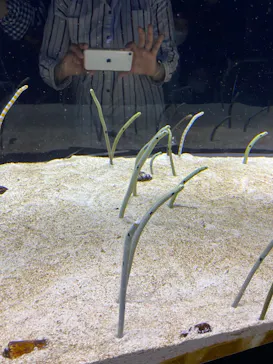 すみだ水族館に投稿された画像（2022/1/3）