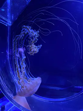 すみだ水族館に投稿された画像（2022/1/3）