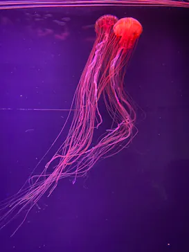 すみだ水族館に投稿された画像（2022/1/3）