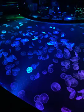 すみだ水族館に投稿された画像（2022/1/3）