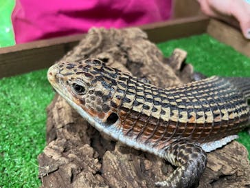 体感型動物園iZooに投稿された画像（2022/1/3）