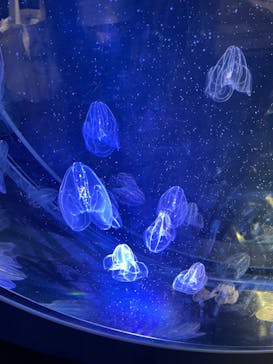 名古屋港水族館に投稿された画像（2022/1/3）