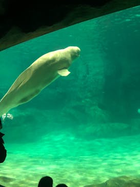 名古屋港水族館に投稿された画像（2022/1/3）