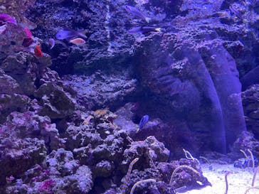 マクセル アクアパーク品川に投稿された画像（2022/1/3）