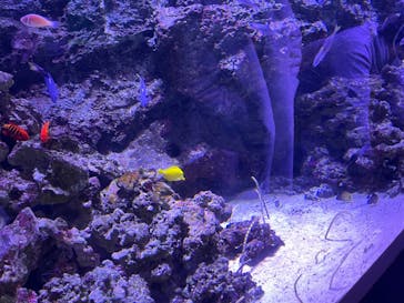 マクセル アクアパーク品川に投稿された画像（2022/1/3）