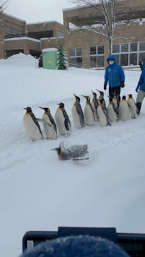 旭川市旭山動物園に投稿された画像（2022/1/3）