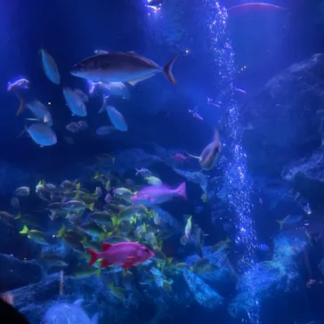 すみだ水族館に投稿された画像（2022/1/3）