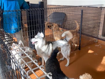 世界の名犬牧場に投稿された画像（2022/1/3）