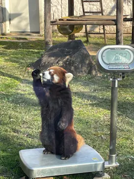 天王寺動物園に投稿された画像（2022/1/3）